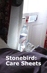 a poster saying Stonebird Care Sheets 